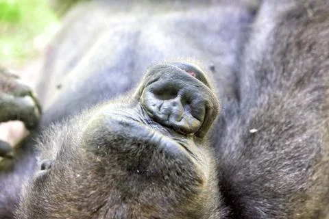 Black gorilla ape monkey close up portrait Stock Photos