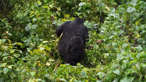 A black gorilla with a baby on her back sits on a tree to schewing vegetation in Stock Footage 124225614