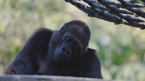 Black gorilla eats leafy greens beside a rope at a zoo during the day Stock Footage 347984430