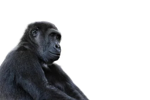 Black gorilla looking isolated on white background Stock Photos