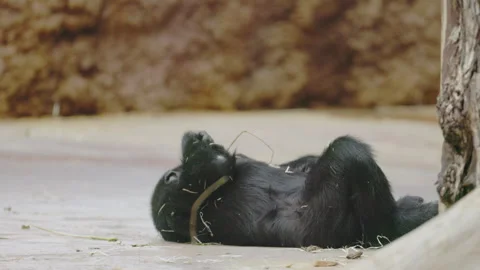 Black Gorilla Lying on Back Holding Dried Grass Stock-Footage 344045073