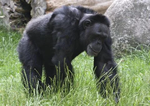 Black gorilla Stock Photos
