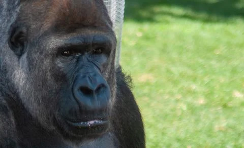 Black gorilla Photos