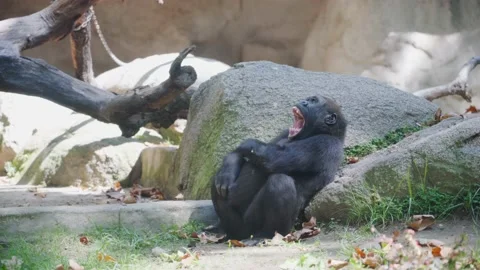 Black gorilla yawns while sitting by a large stone. Stock Footage 138230280
