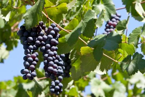 Black Grape Bunch Stock Photos