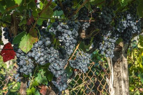 Black grape bunches Stock-Fotos