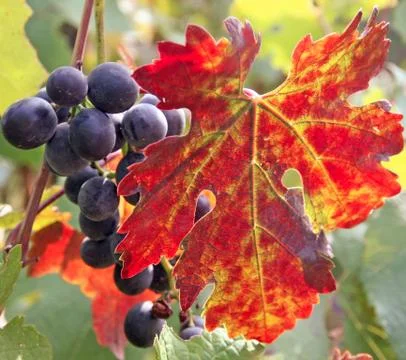 Black grape cluster behind a vine leaf 스톡 사진