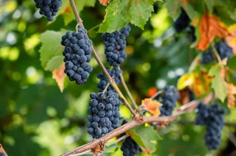 Black grape clusters among green vineyard leaves Stock Photos