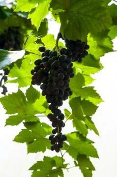 The black grape on grape tree waiting for some body pick to eat. for healthy Stock Photos