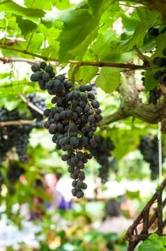 The black grape on grape tree waiting for some body pick to eat. for healthy Stock Photos