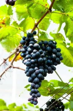 The black grape on grape tree waiting for some body pick to eat. for healthy Stock Photos
