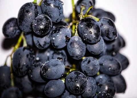 Black grape isolate. Black grape with leaves on white background. Blue grapes Stock Photos