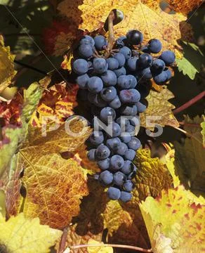 Black Grapes And Vine Leaves With Autumn Tints
