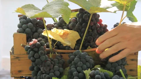 Black grapes on the box Stock Footage 99823427