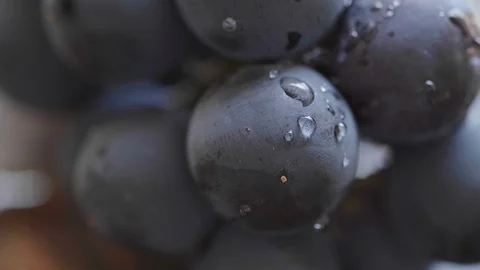 Black Grapes Close Up Stock Footage 108600785