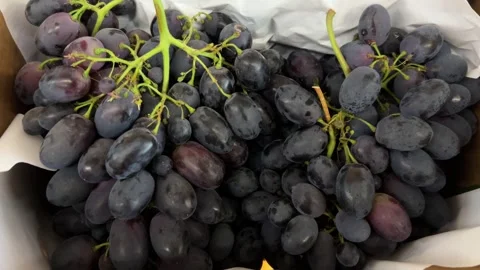 Black grapes clusters separated with sheets of white paper in crate Stock Footage 312004156