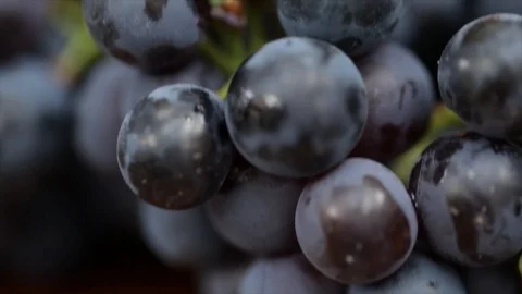 Black Grapes Extreme Closeup Stock Footage 99165543