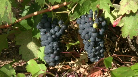 Black grapes Stock Footage 264145