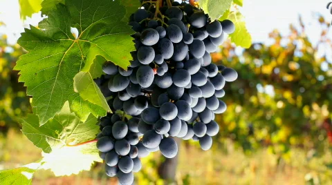 Black grapes 스톡 동영상 852142