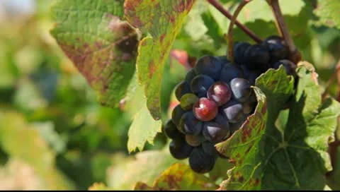 Black grapes Vidéo 8949301