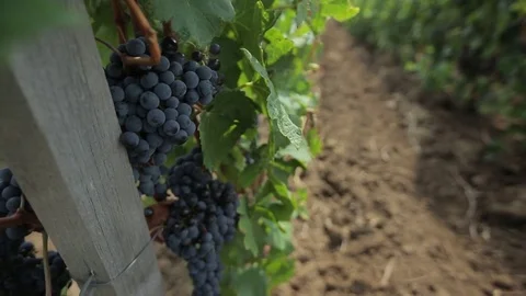Black grapes Stock Footage 74408182