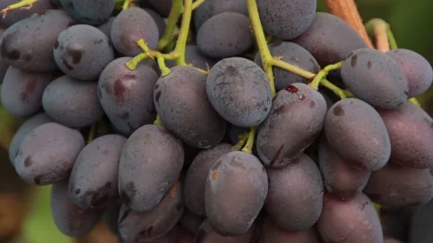 Black grapes Video stock 164869415