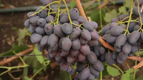 Black grapes Video stock 164869438
