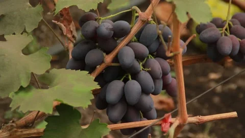 Black grapes Stockbeeldmateriaal 164869442