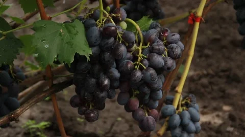 Black grapes Video stock 164869515
