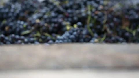Black grapes Stock Footage 325852536