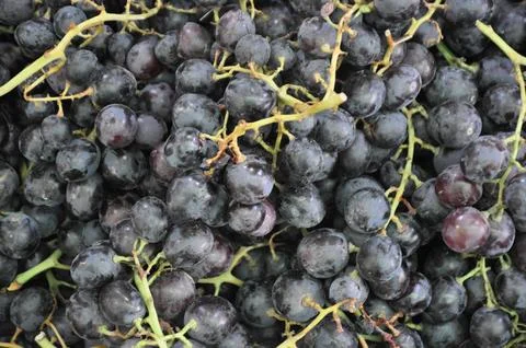 Black grapes fruit background. Stock Photos