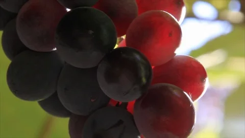 Black grapes glowing in the sunlight Stock Footage 72980954