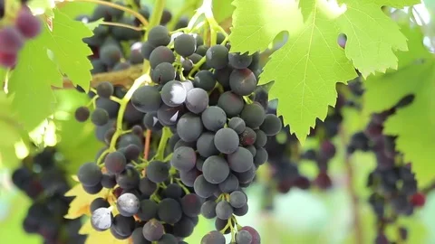 Black grapes growing on the vine Stock Footage 72265170