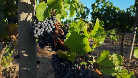 Black grapes growing on a vineyard vine, leaves and grape clusters gently m.. Stock Footage 344890256