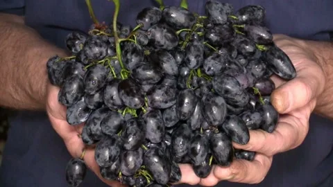 Black grapes in the hands 스톡 동영상 161542382