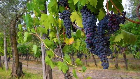 Black grapes hang from rows of vines and sway in the wind before the harvest Stockbeeldmateriaal 152992415