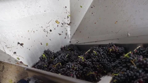 Black grapes harvested and processed by winegrowers Stock Footage 308418502