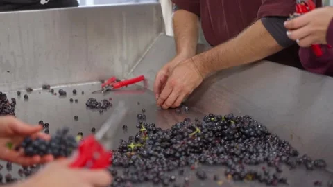 Black grapes harvested and processed by winegrowers Stock Footage 308418519