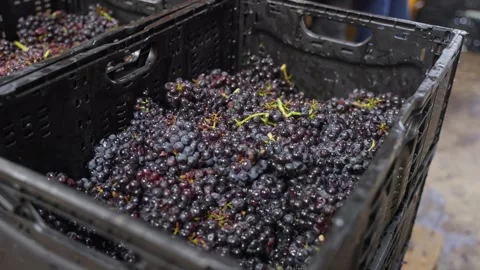 Black grapes harvested and processed by winegrowers Stock Footage 308418565