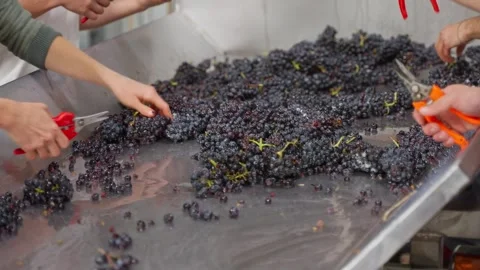 Black grapes harvested and processed by winegrowers Stock Footage 308418581