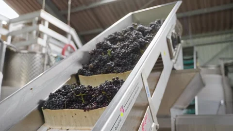 Black grapes harvested and processed by winegrowers Stock Footage 308418582