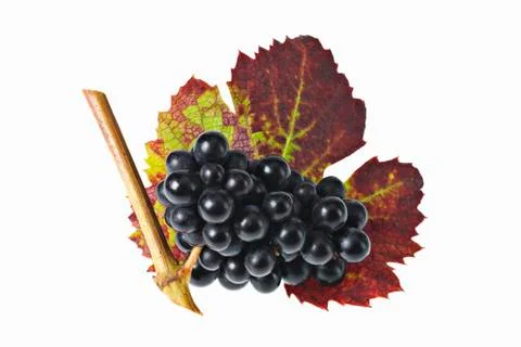 Black grapes with leaf Stock Photos
