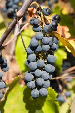 Black grapes Foto stock
