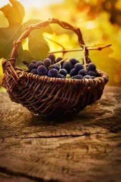 Black grapes Stock Photos