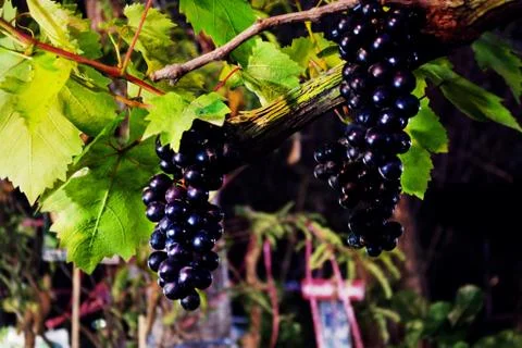 Black grapes Foto stock
