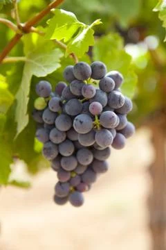 Black grapes Stock-Fotos
