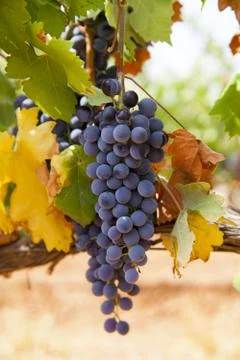 Black grapes Foto stock