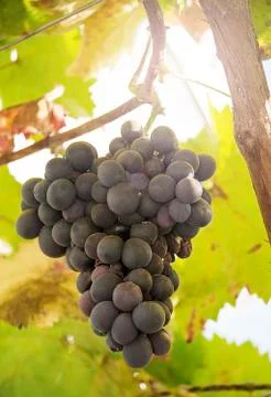 Black grapes Foto stock