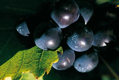 Black grapes Stock Photos