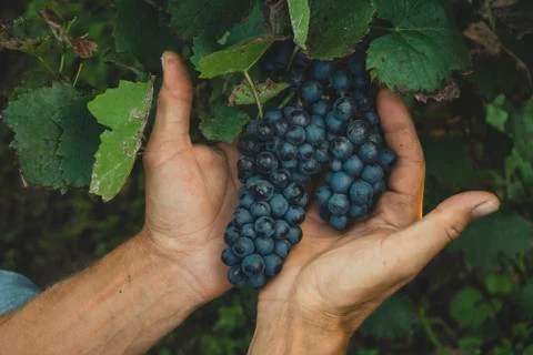 Black grapes Foto stock